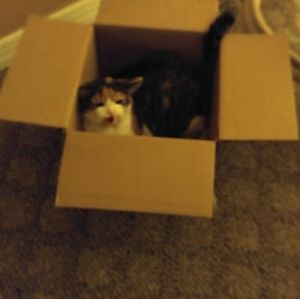 Meet your Posher, Jane